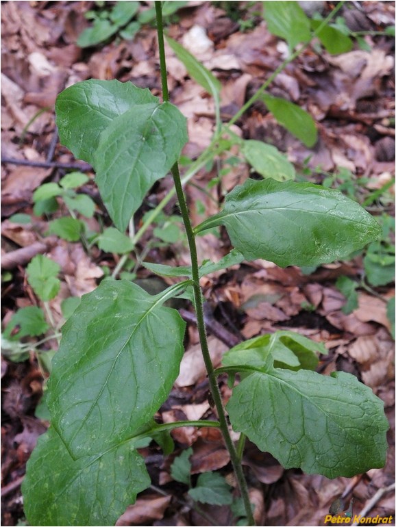 Image of Lapsana communis specimen.