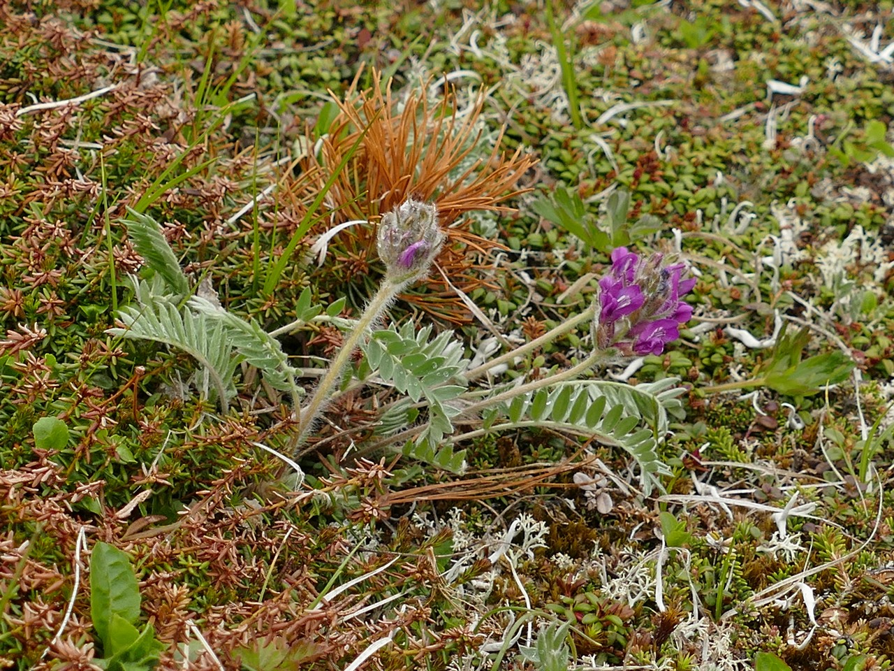 Image of Oxytropis erecta specimen.