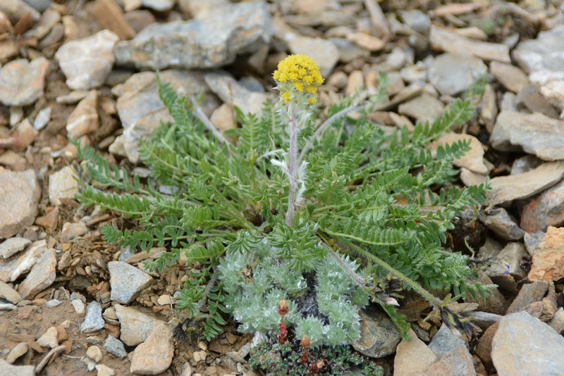 Image of Artemisia senjavinensis specimen.