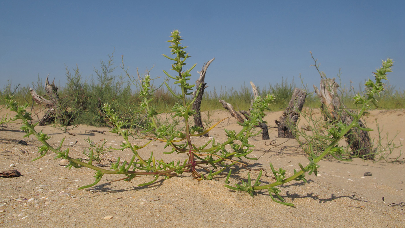 Image of Salsola pontica specimen.