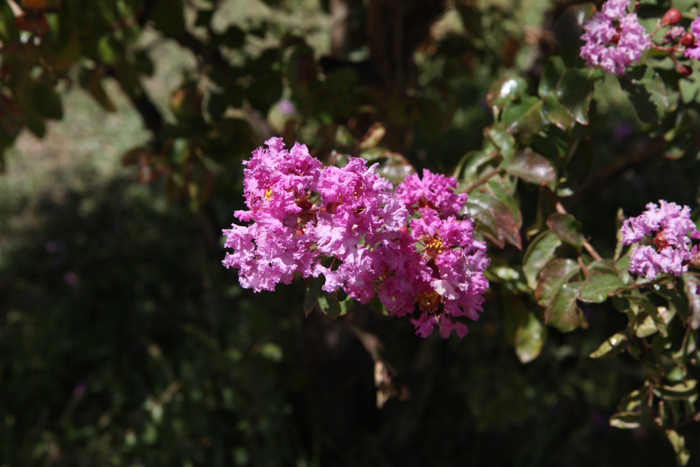 Image of Lagerstroemia indica specimen.