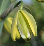 Albuca flaccida