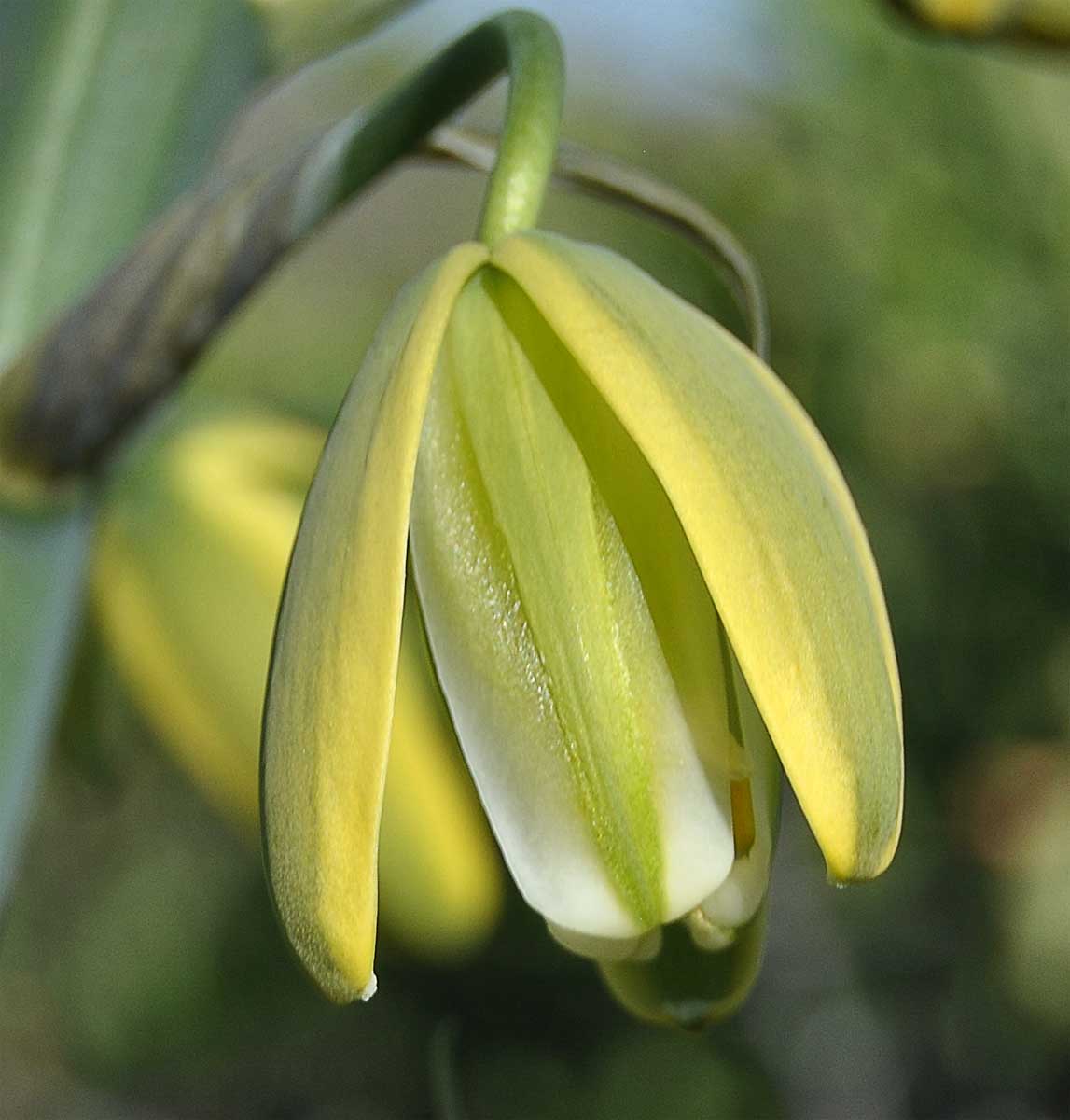 Image of Albuca flaccida specimen.