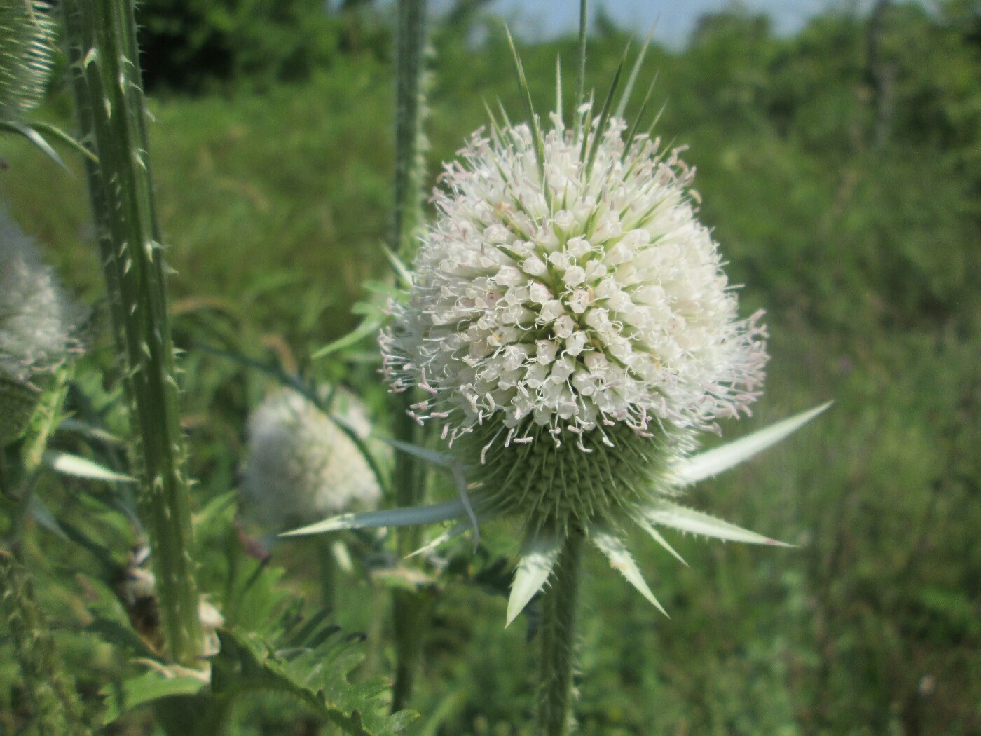 Image of Dipsacus laciniatus specimen.