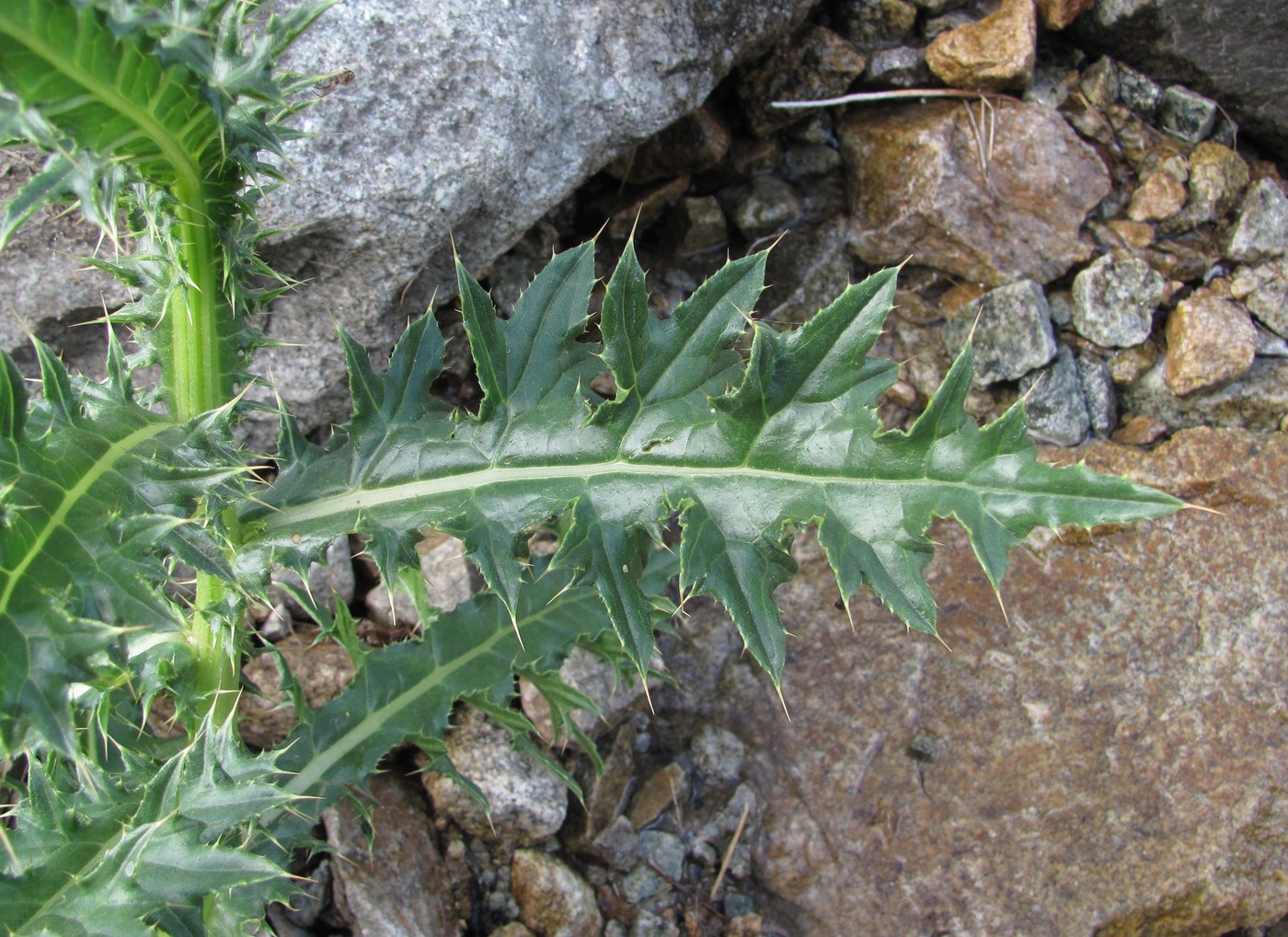 Изображение особи Cirsium elbrusense.