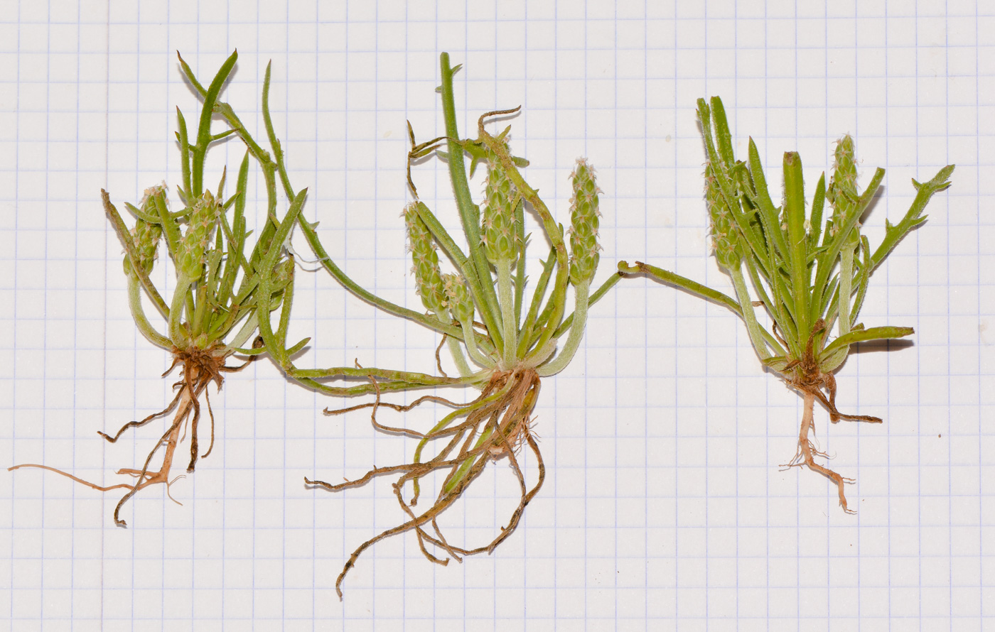 Image of Plantago crypsoides specimen.