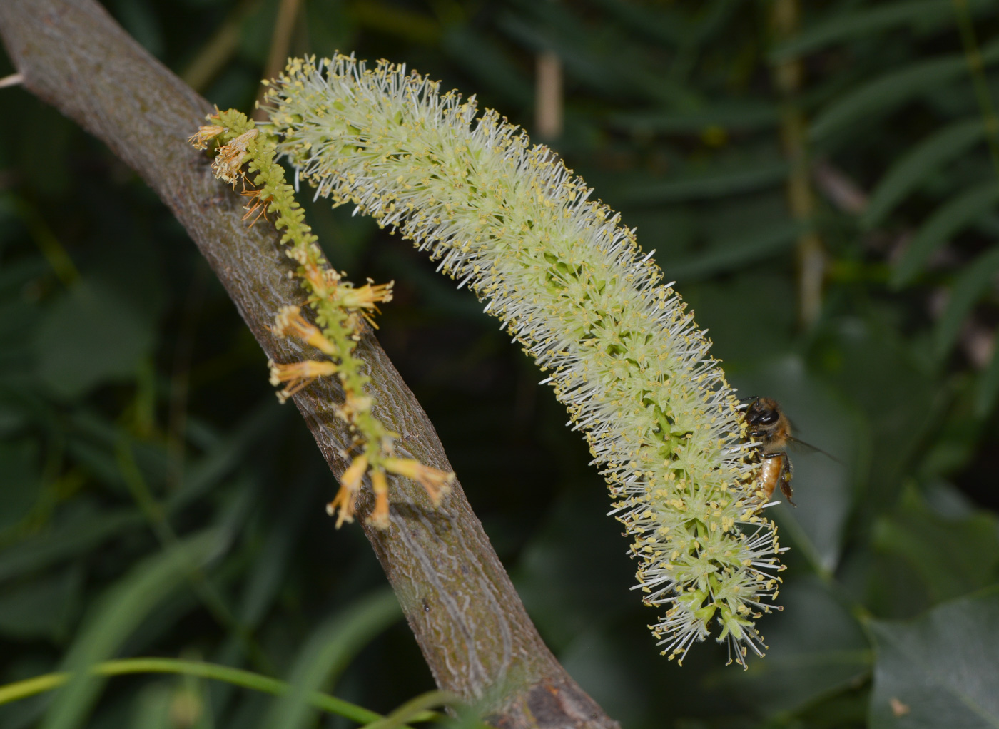 Image of Prosopis juliflora specimen.