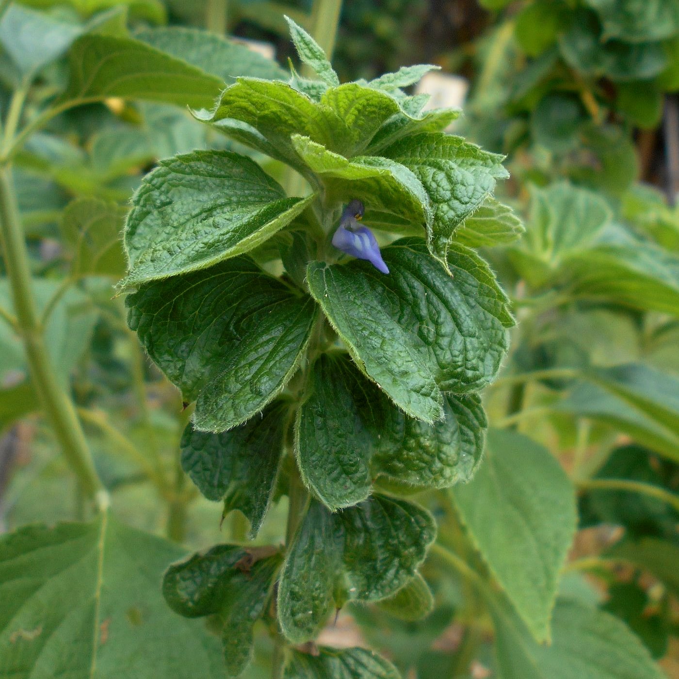 Изображение особи Salvia hispanica.