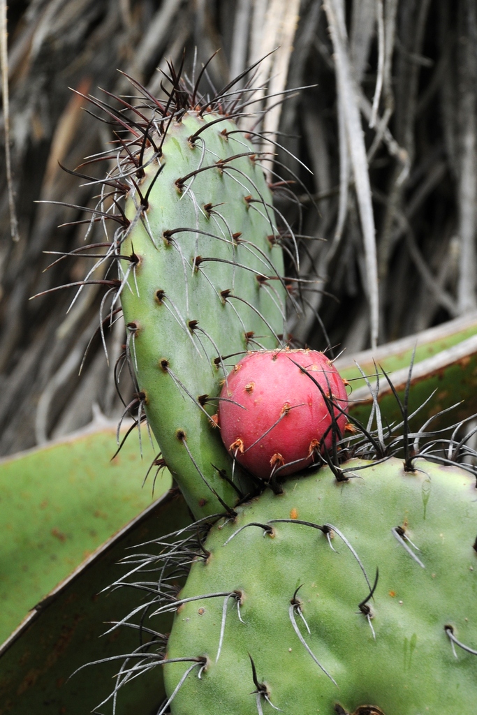 Image of Opuntia stenopetala specimen.