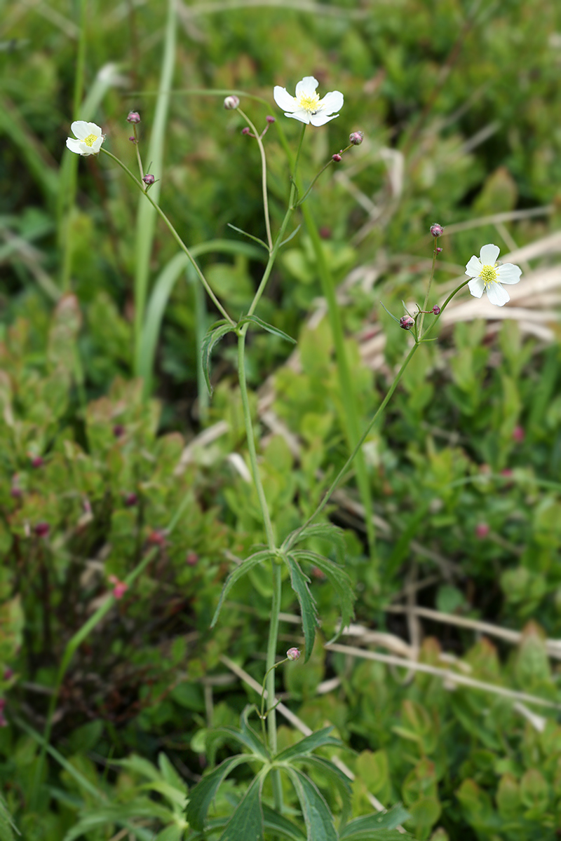 Изображение особи Ranunculus platanifolius.