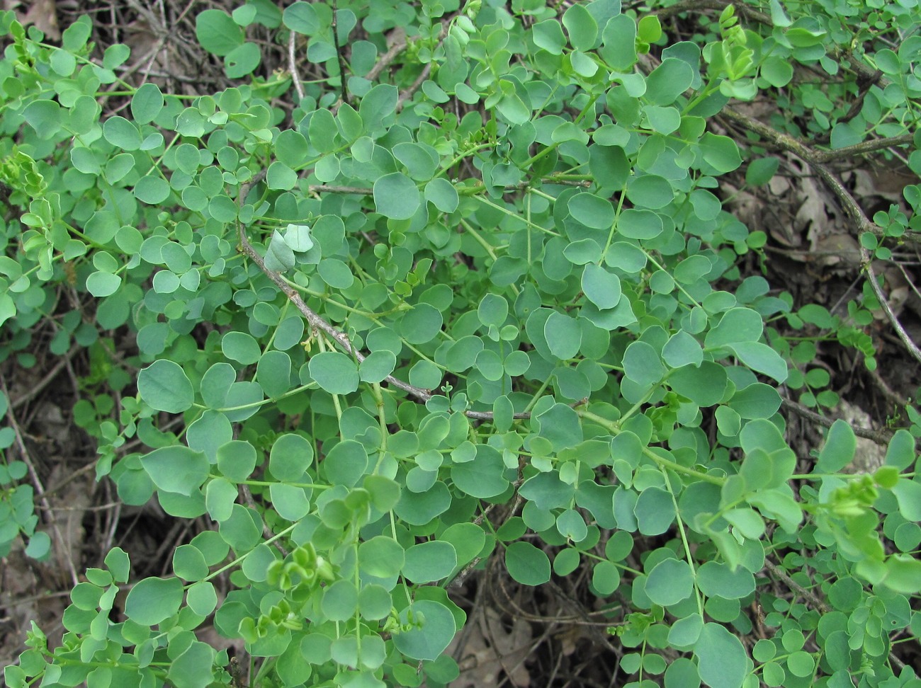 Image of Colutea orientalis specimen.