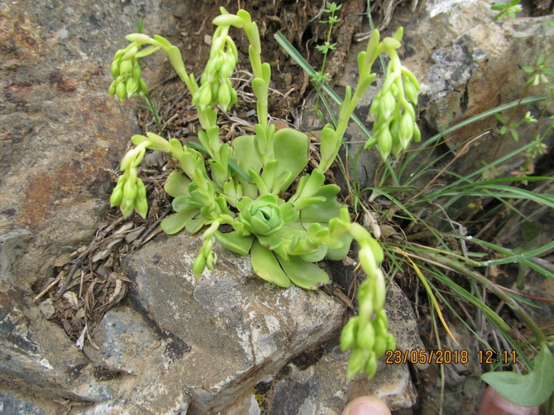 Image of Rosularia sempervivum specimen.