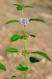 Mentha arvensis