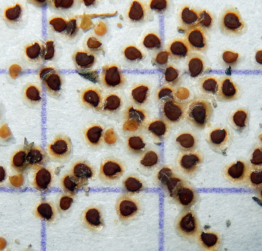 Image of Spergularia media specimen.