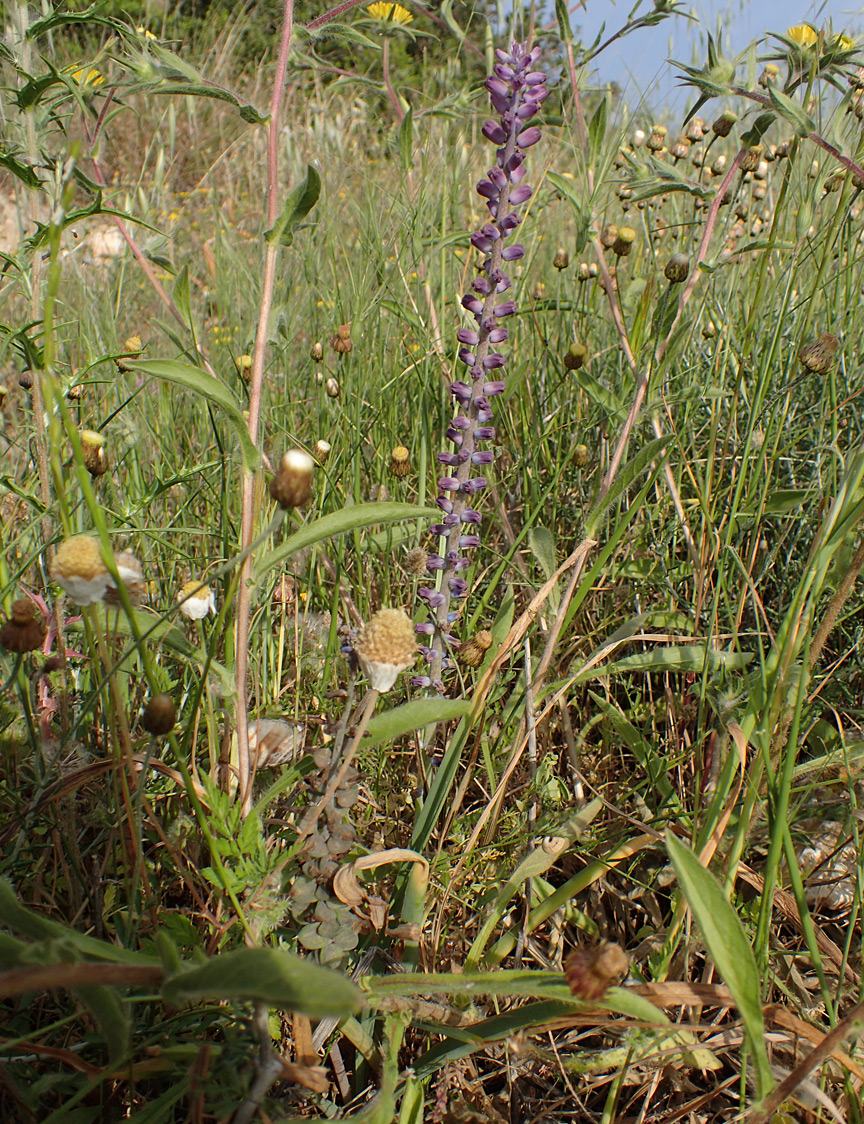 Изображение особи Leopoldia cycladica ssp. subsessilis.