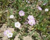 Convolvulus arvensis