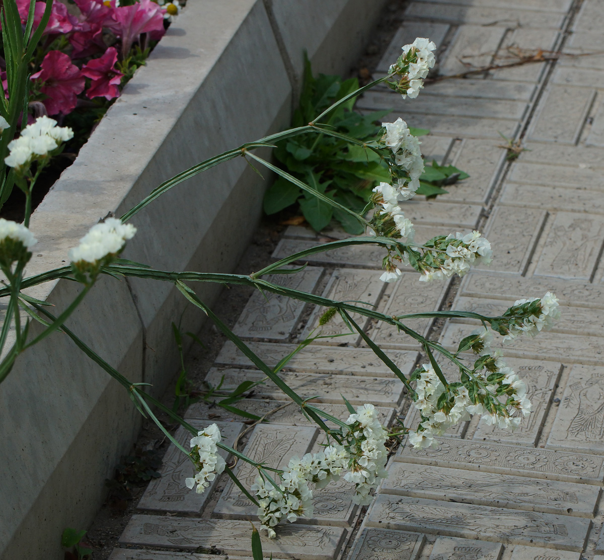 Image of Limonium sinuatum specimen.