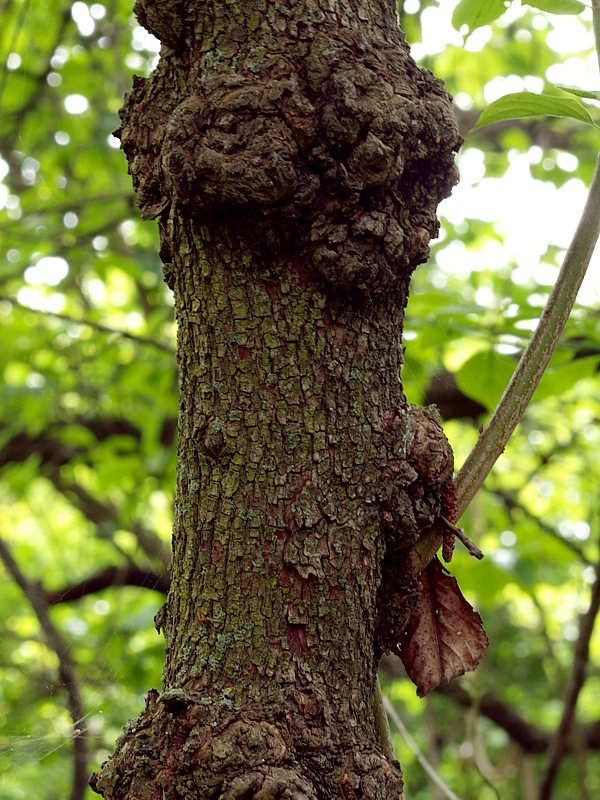 Image of Cornus mas specimen.