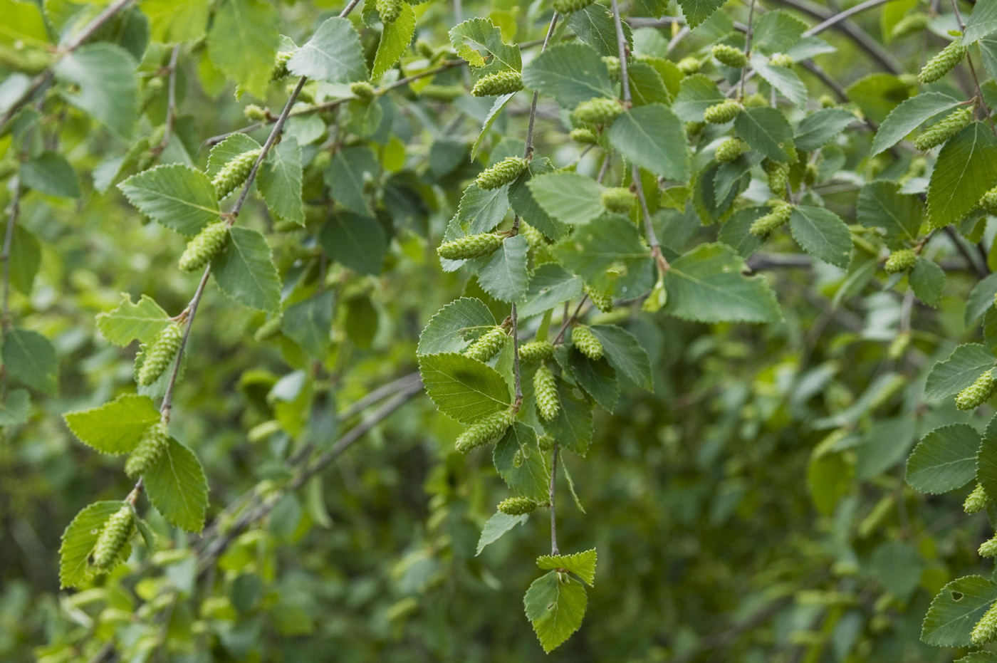 Изображение особи Betula fruticosa.