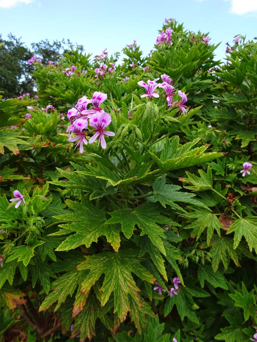 Image of Pelargonium citronellum specimen.