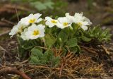 Primula vulgaris