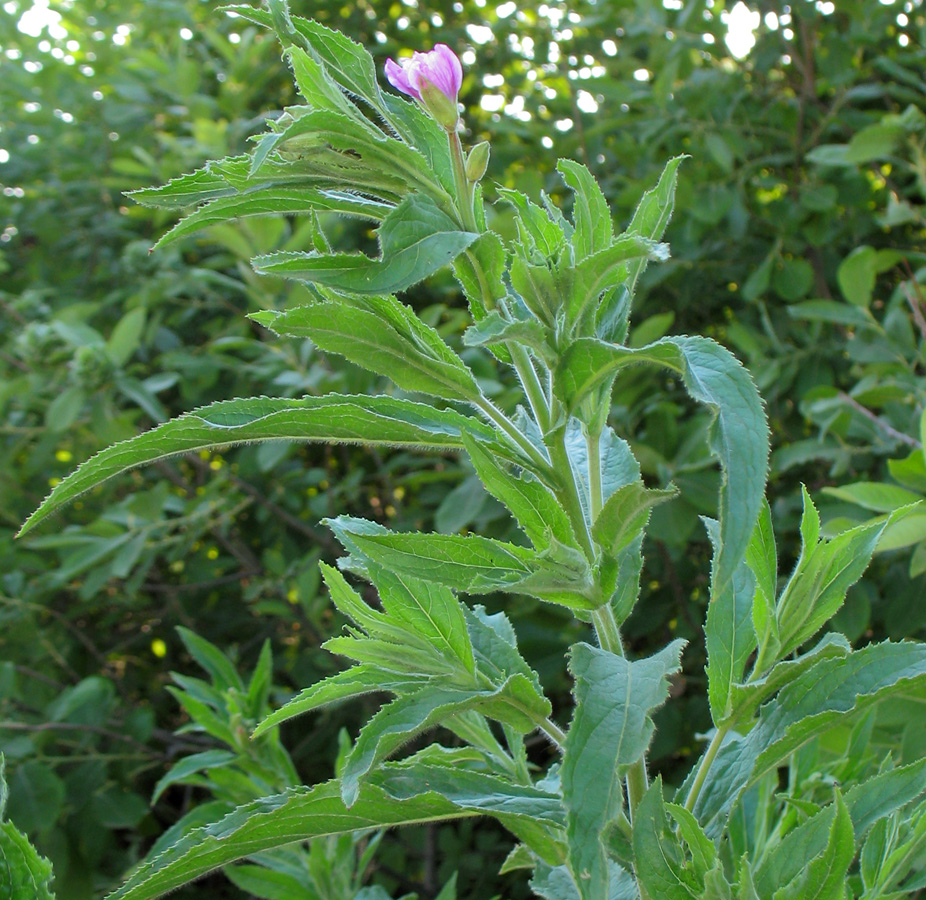 Image of Epilobium hirsutum specimen.