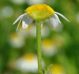 род Anthemis. Верхушка побега с соцветием. Республика Кипр, окр. с. Айос Созоменос (Άγιος Σωζόμενος), скалистый склон холма. 24.03.2019.