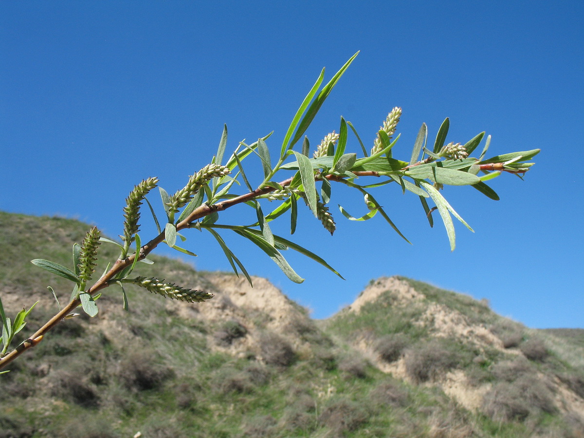 Image of Salix wilhelmsiana specimen.