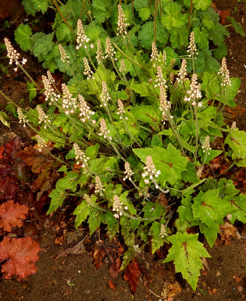 Image of Tiarella cordifolia specimen.