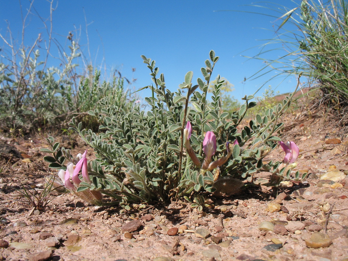 Image of Astragalus pallasii specimen.