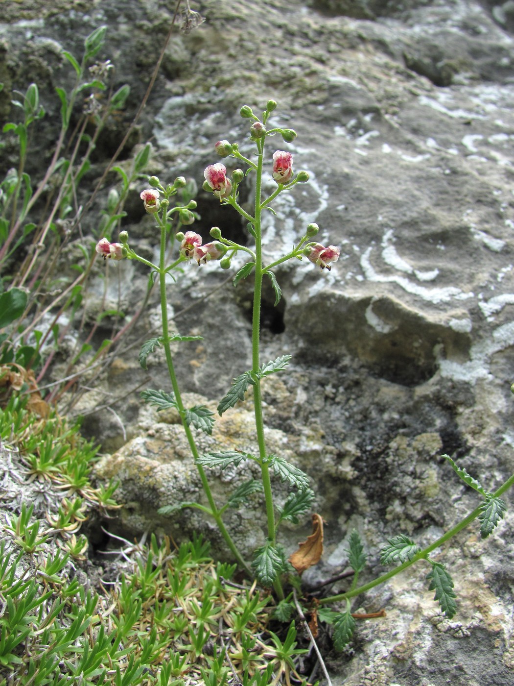 Изображение особи Scrophularia rupestris.