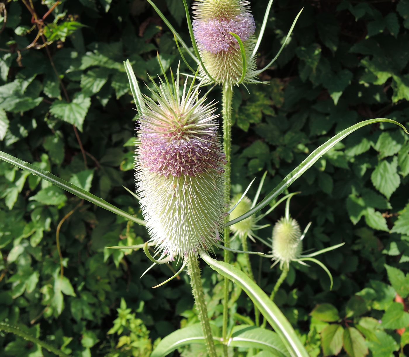 Image of Dipsacus fullonum specimen.