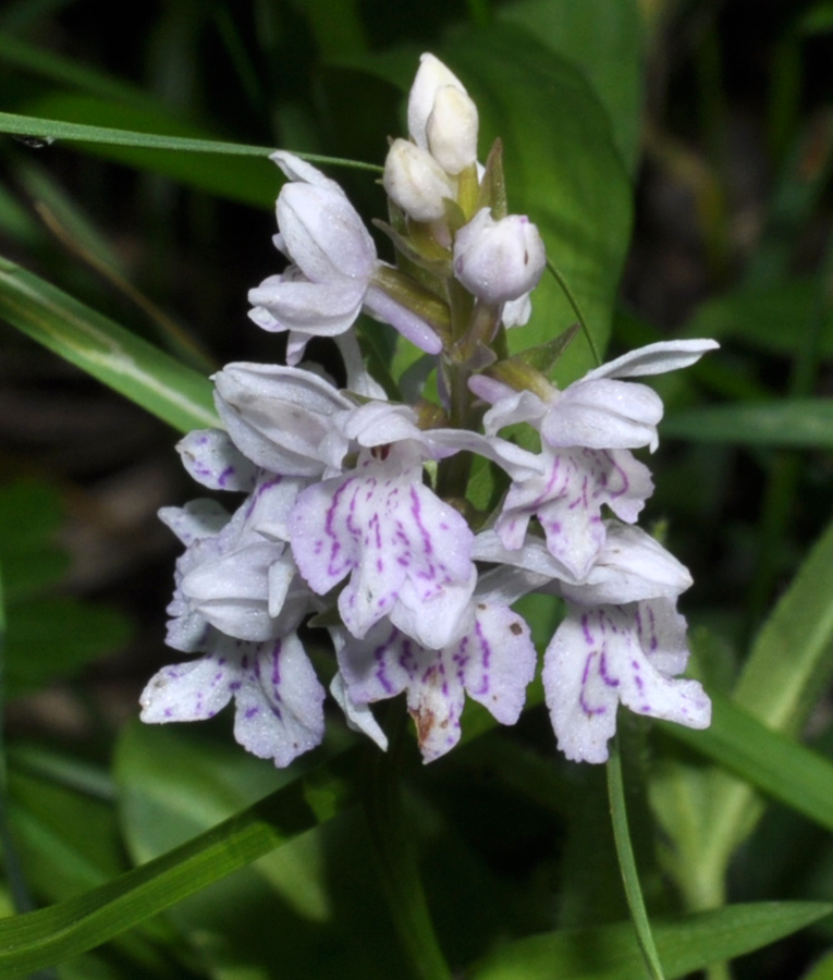 Image of Dactylorhiza fuchsii specimen.