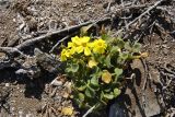 Oxalis magellanica