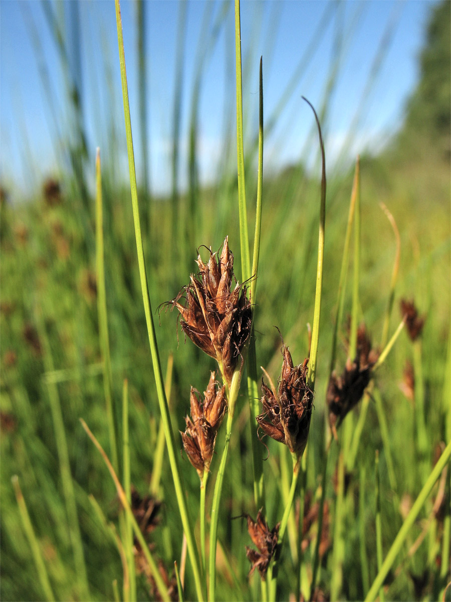 Image of Rhynchospora fusca specimen.