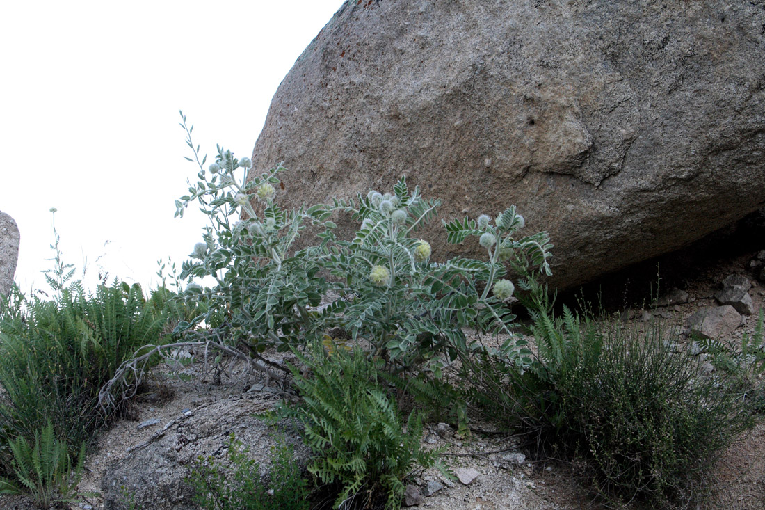 Изображение особи Astragalus eximius.