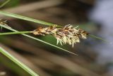 Carex appropinquata