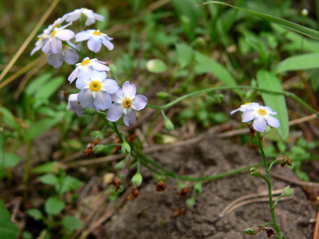 Изображение особи Myosotis palustris.