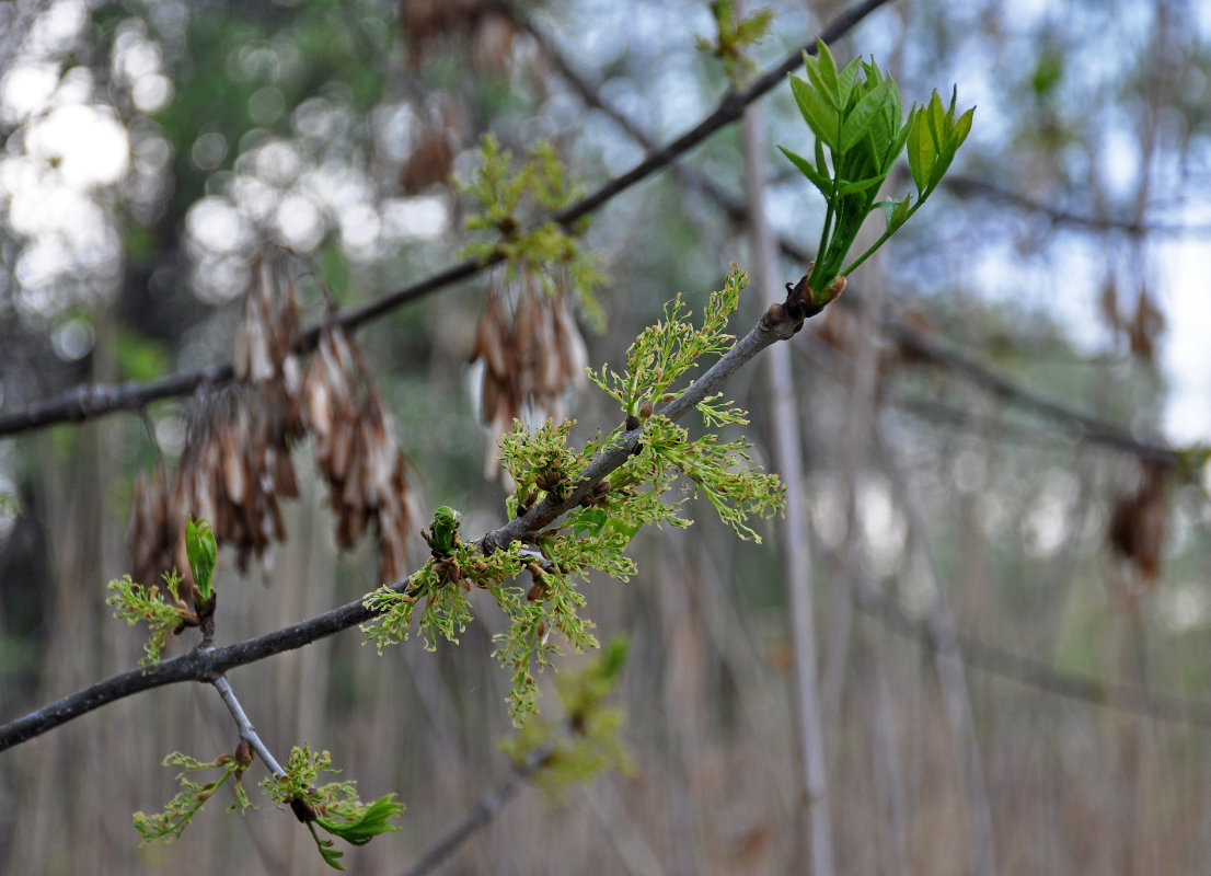 Image of genus Fraxinus specimen.