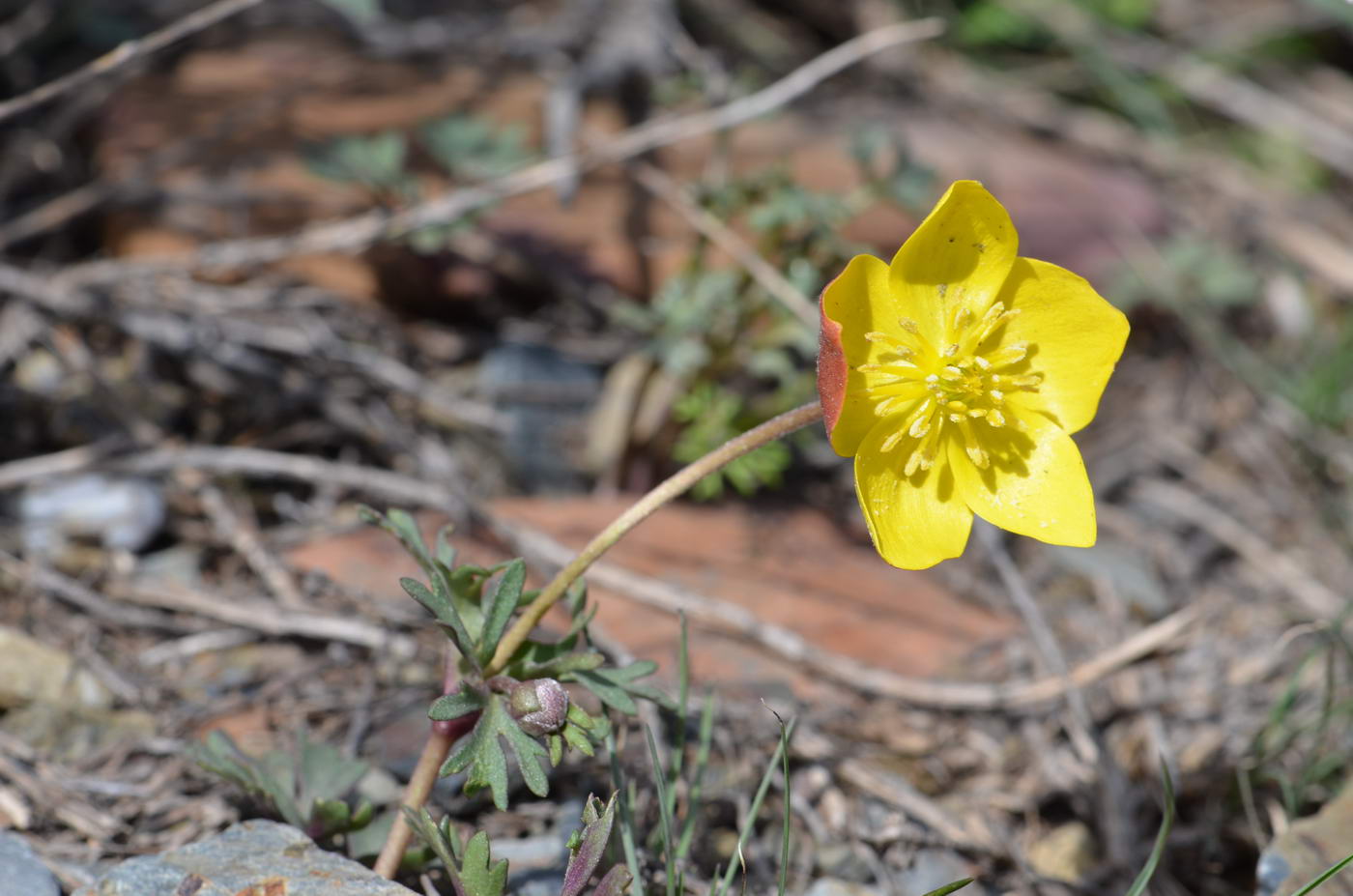 Image of Anemone gortschakowii specimen.