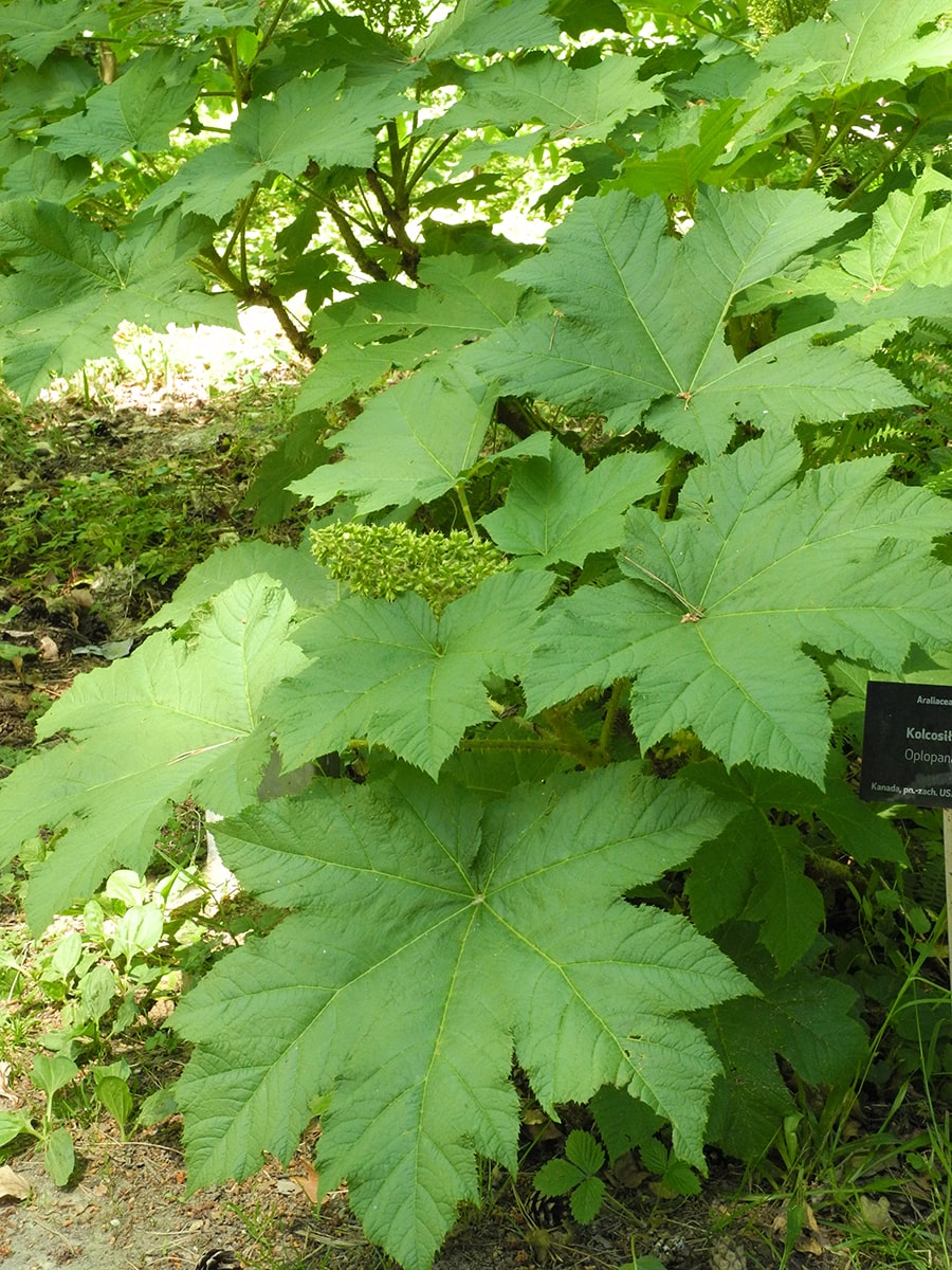 Image of Oplopanax horridus specimen.