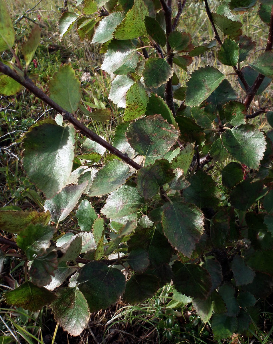 Image of Betula &times; kusmisscheffii specimen.