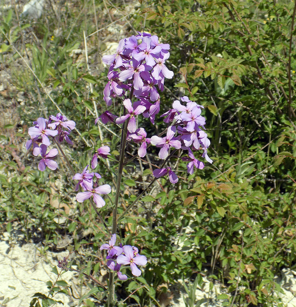 Image of Hesperis pycnotricha specimen.