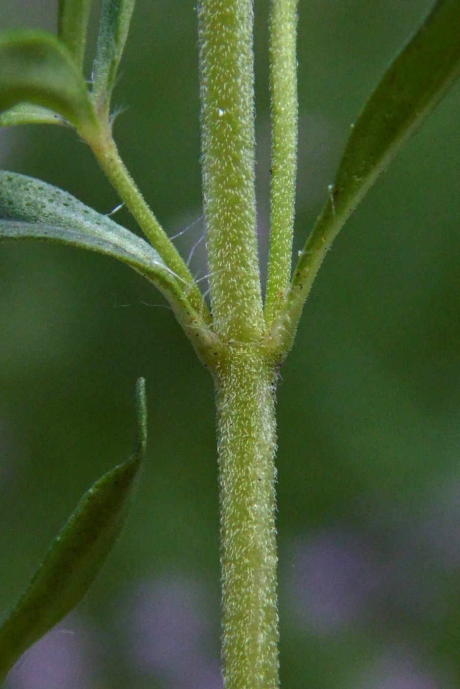 Image of Thymus marschallianus specimen.