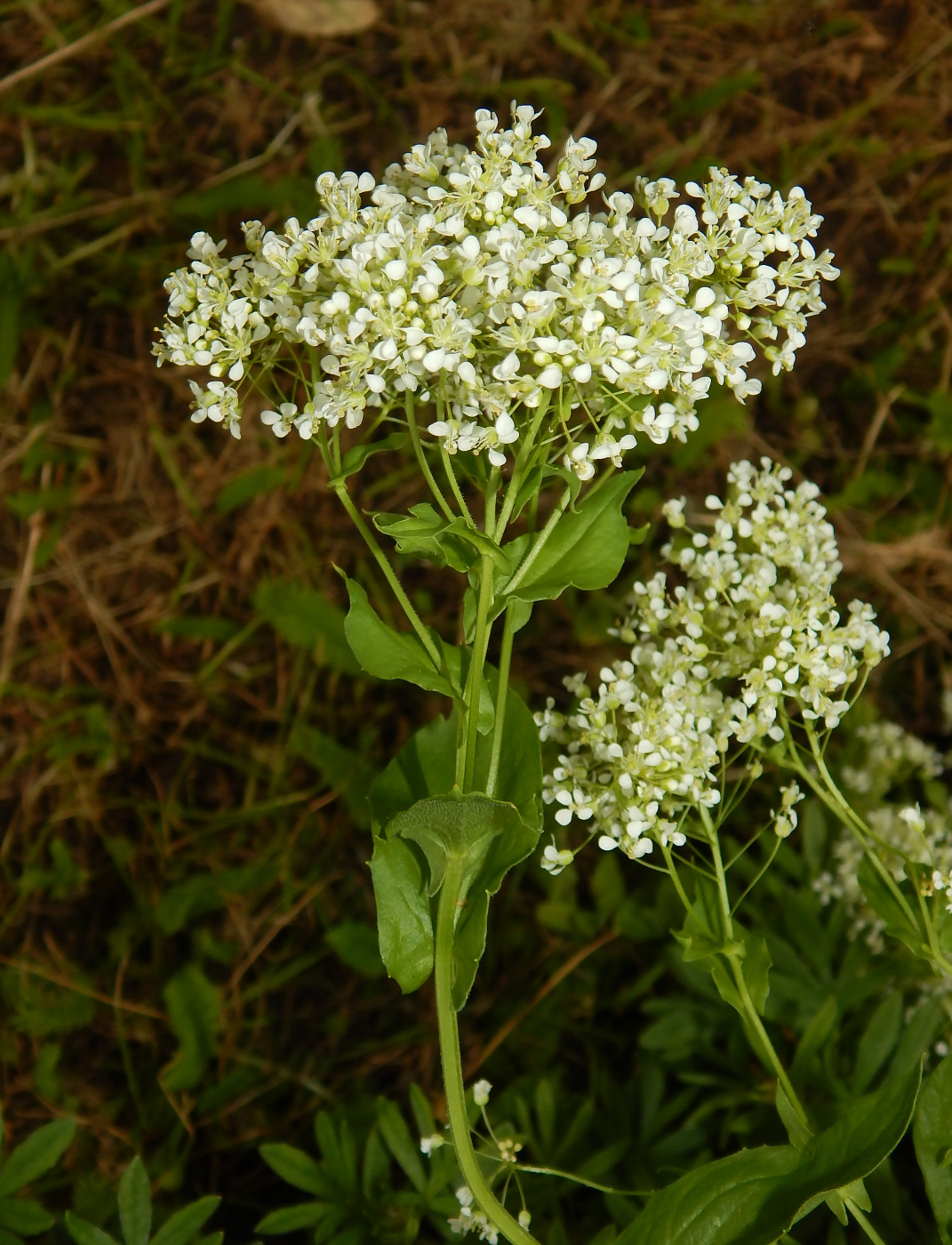 Image of Cardaria draba specimen.