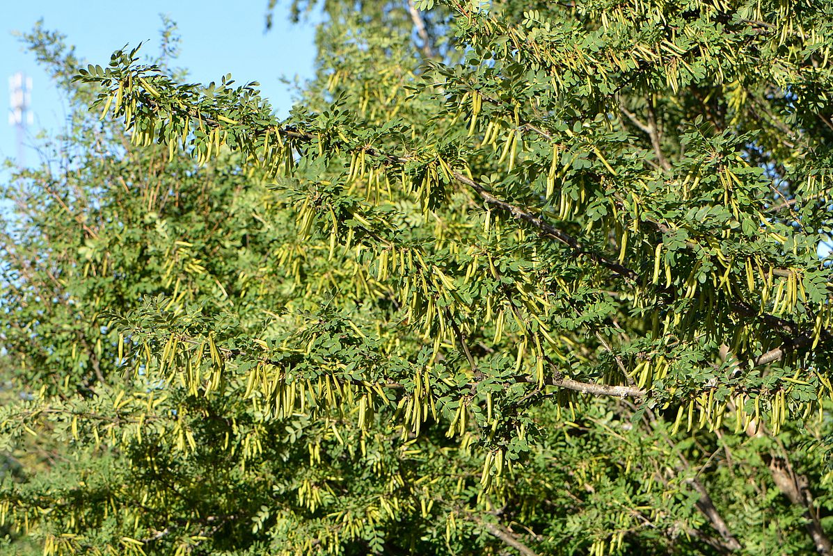 Image of Caragana arborescens specimen.