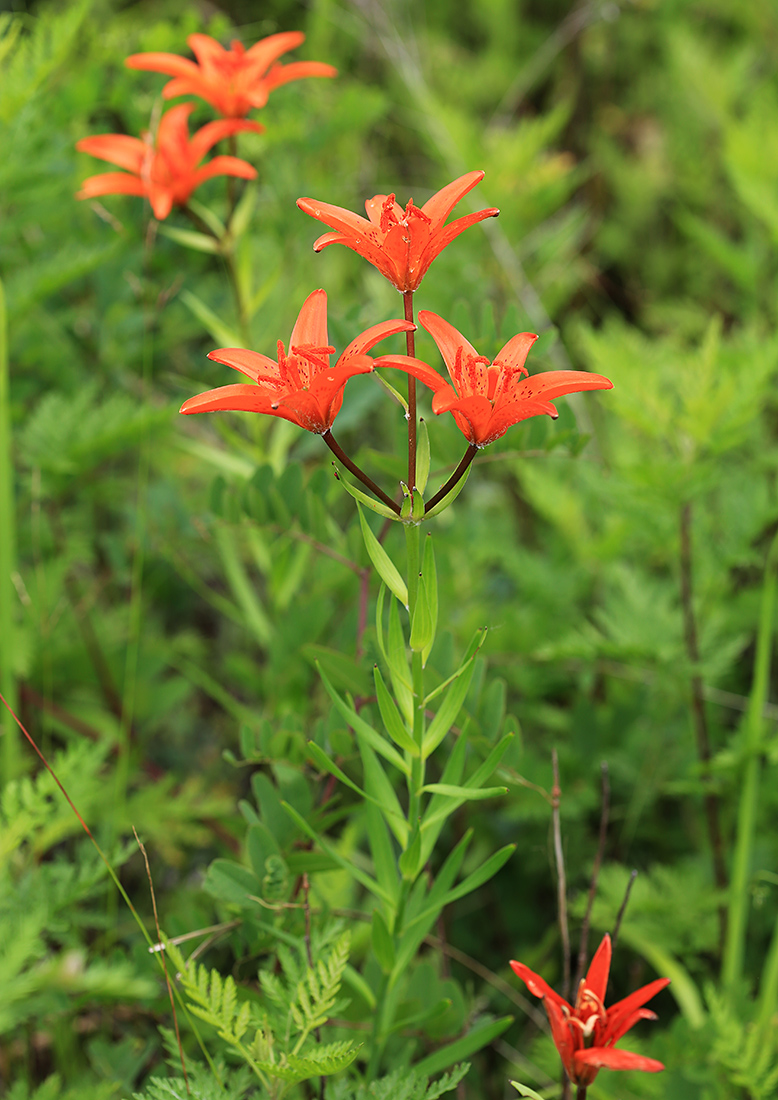 Image of Lilium buschianum specimen.