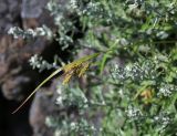 Carex peiktusani