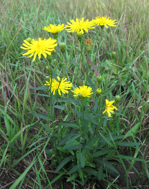 Image of Hieracium umbellatum specimen.