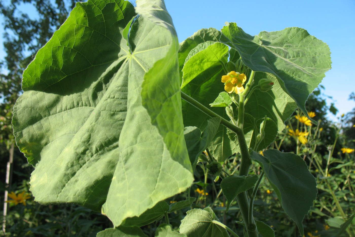 Изображение особи Abutilon theophrasti.